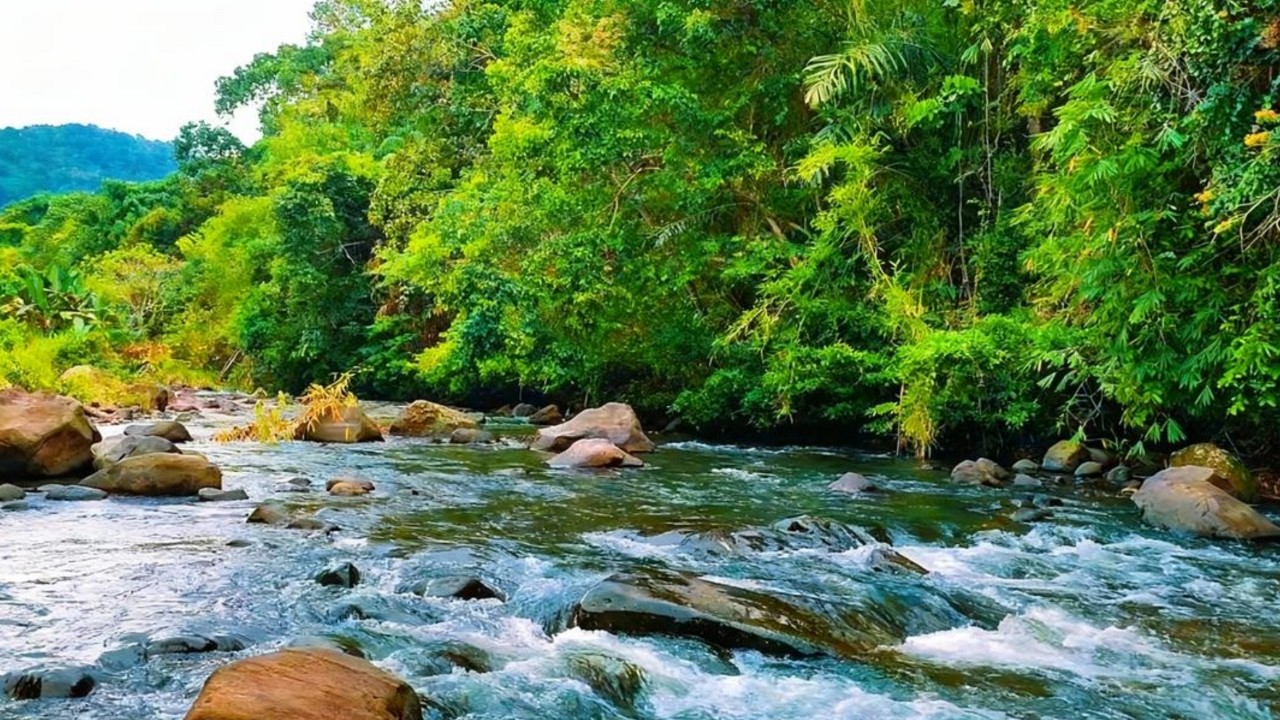 Relaxing River Sounds in the Forest 🌿 White Noise for Deep Sleep