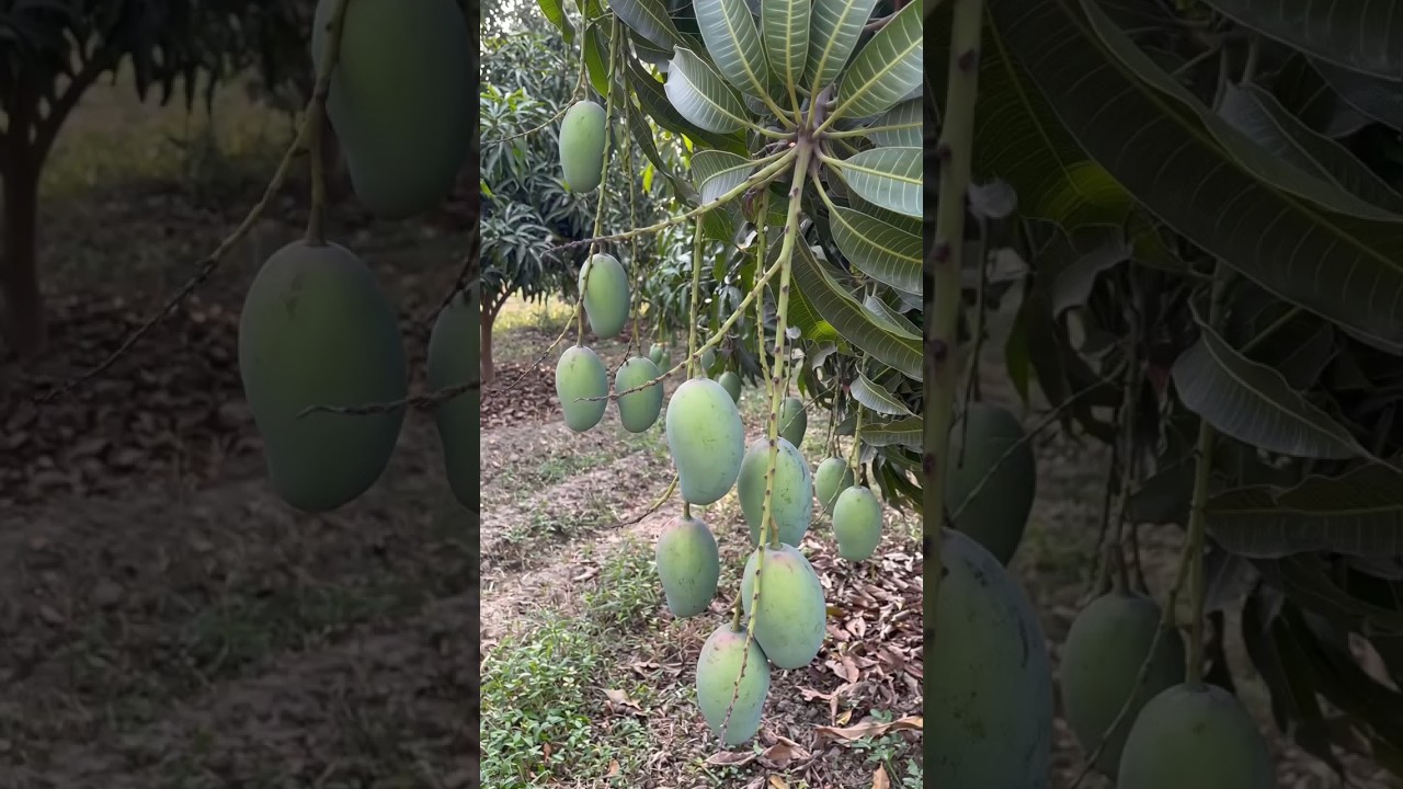 deshi khad ka chamtkar#mango #fruit #shortvideo #ytshorts #farming #garden