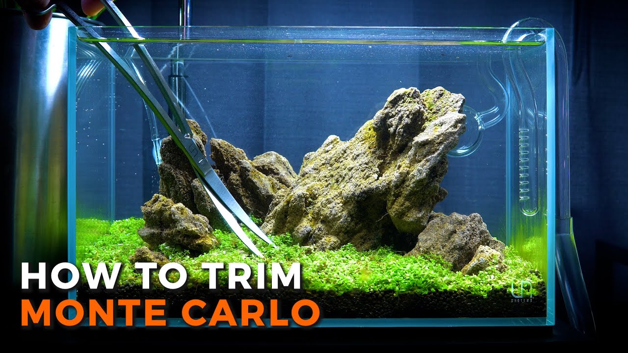 Micranthemum 'Monte Carlo' | Trimming Tutorial