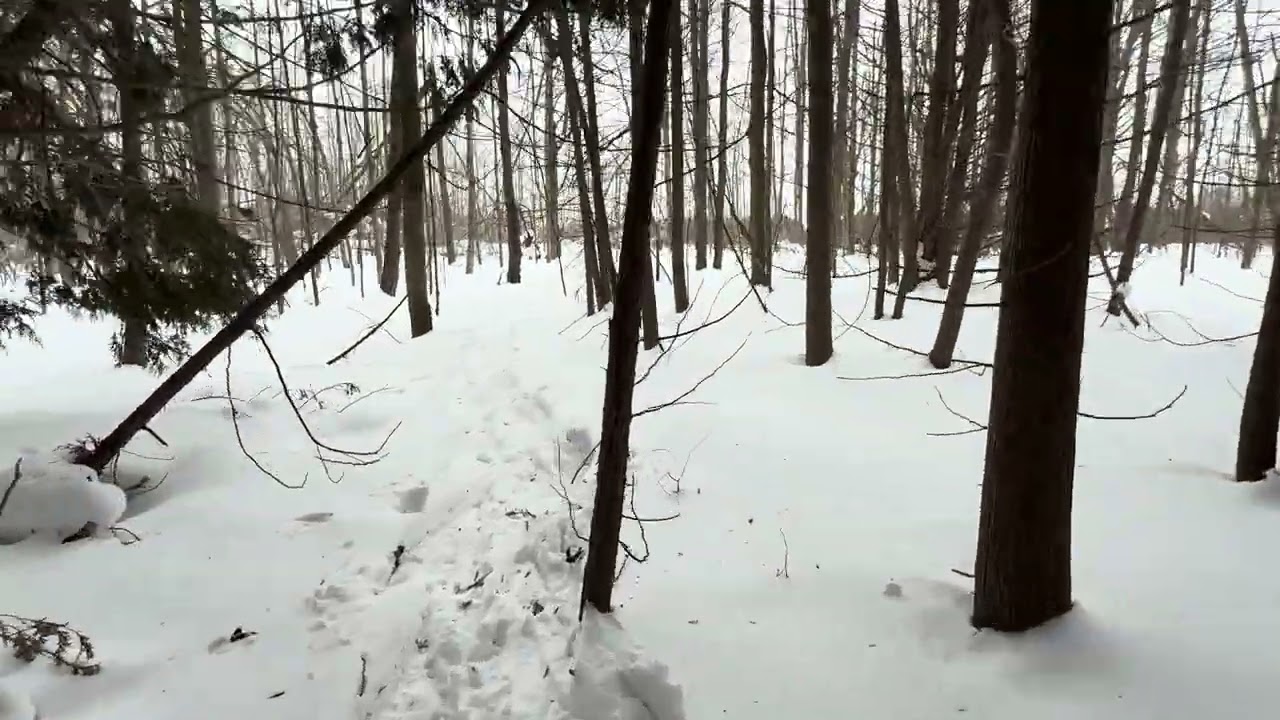 Snowshoe behind the house 16 Feb 2026 Part 1