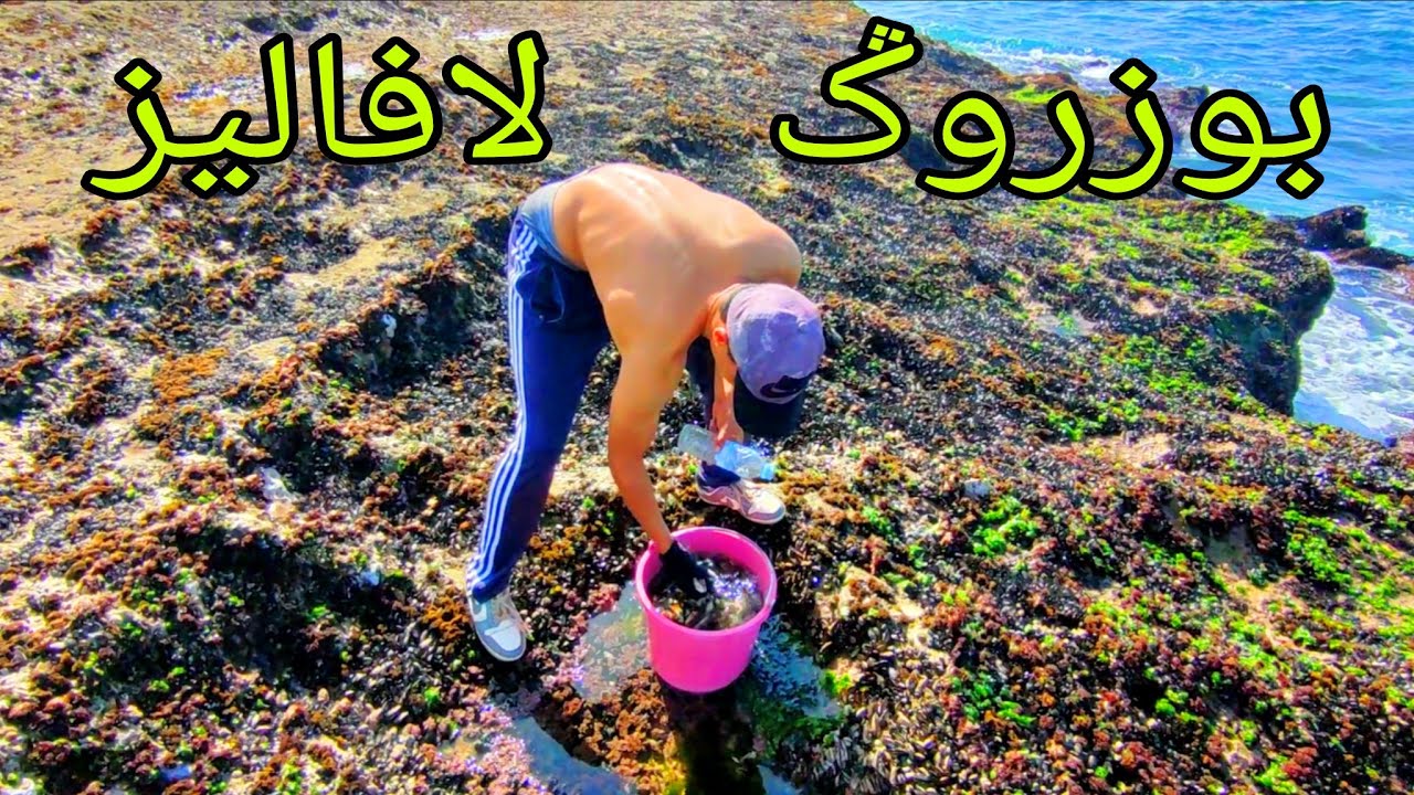 Vlog #190 رحلة صيد : تحدي الصيد و جمع اجود انواع بوزروك رفقة الاصدقاء 