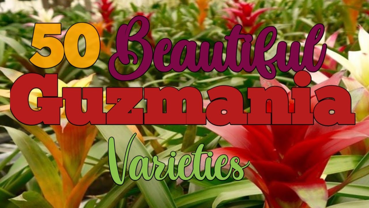 50 Beautiful Guzmania Varieties With Their Names | Plants Identification |Part 2