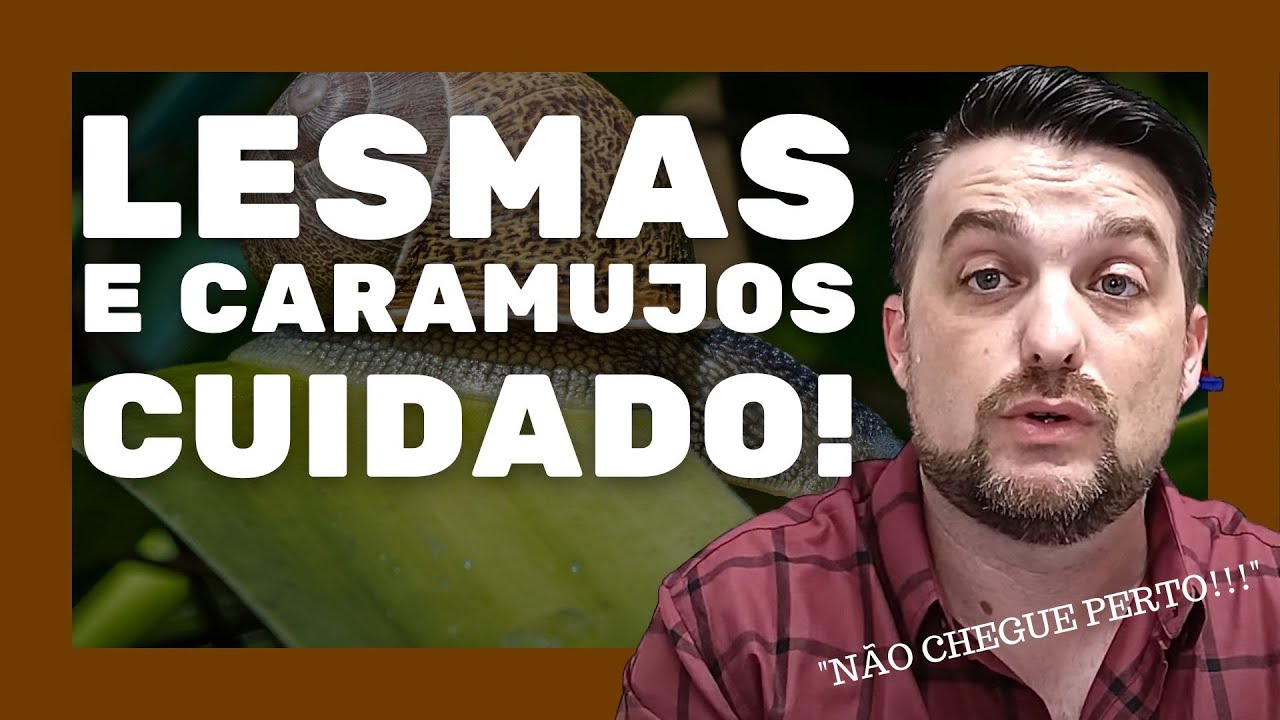 Lesmas e caramujos são pragas urbanas, transmitem doenças.