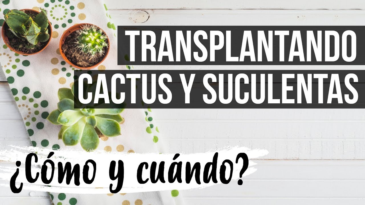 ¿CÓMO Y CUÁNDO TRANSPLANTAR SUCULENTAS Y CACTUS?