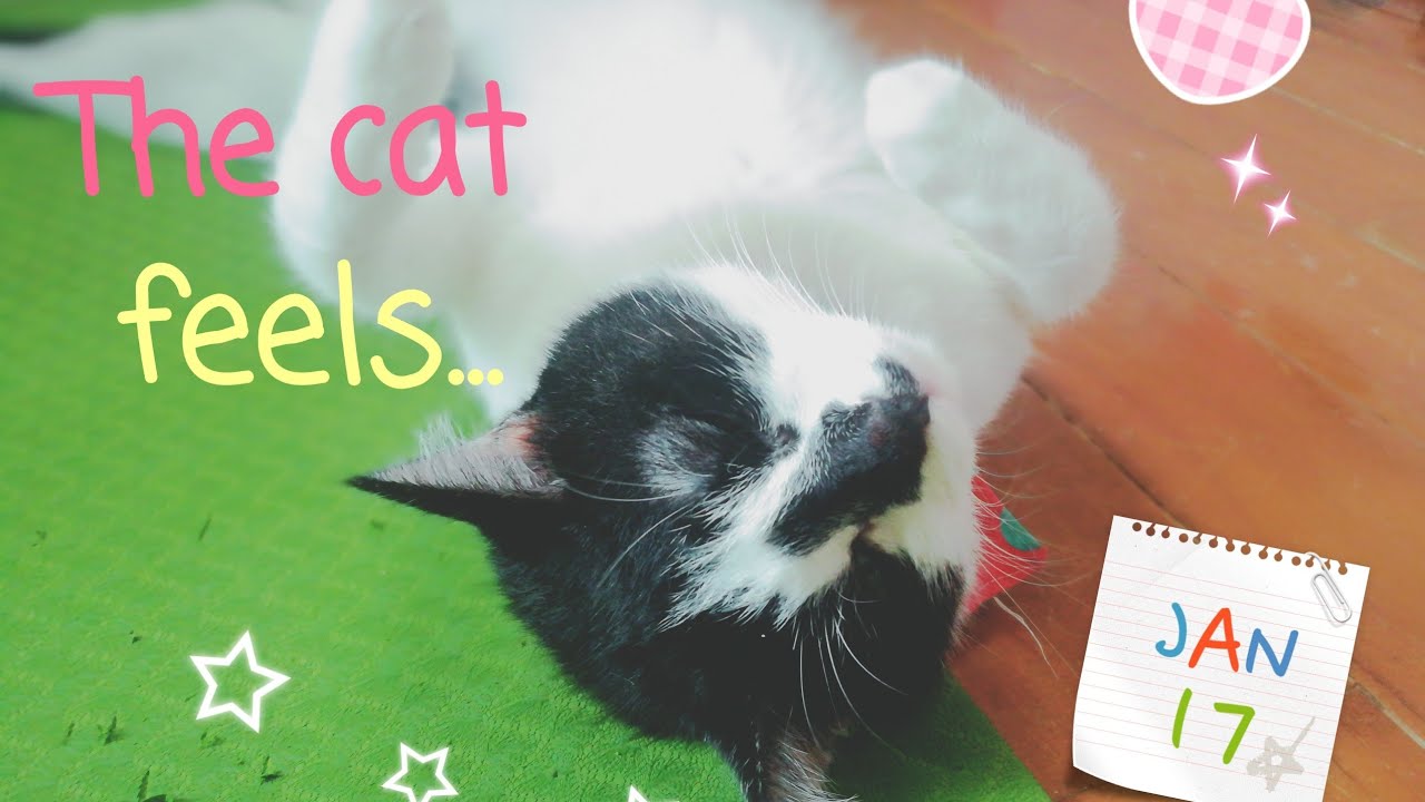 #cat #cute #sleep #ทาสแมว Punchang feels sleepy / The cat