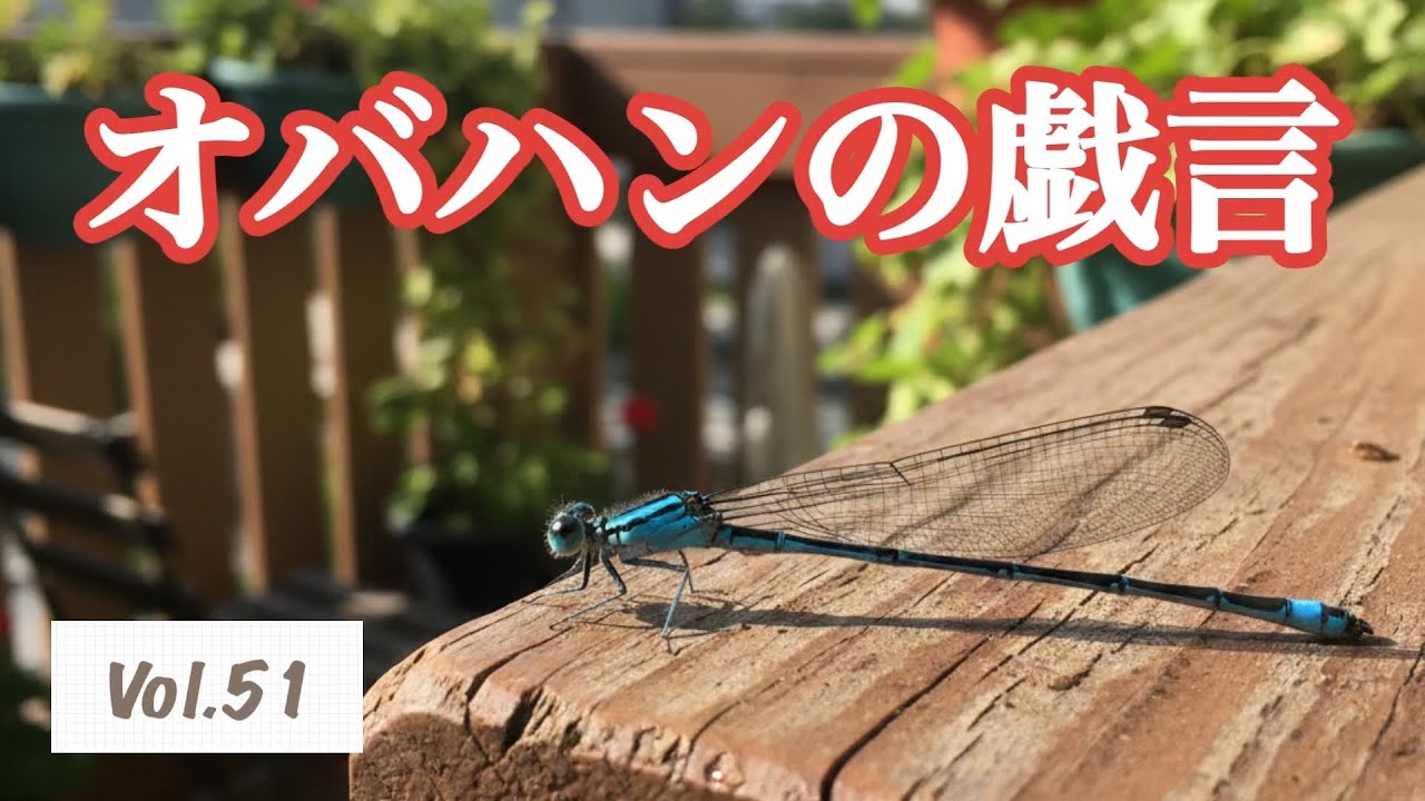 💬オバハンの戯言Vol.51💬更年期😵‍💫シューマン共振の影響も❓🌏糸トンボが今年も来てくれた🤩　　　　　　　　#ひとりごと #日常 #更年期 #自律神経 #悩み