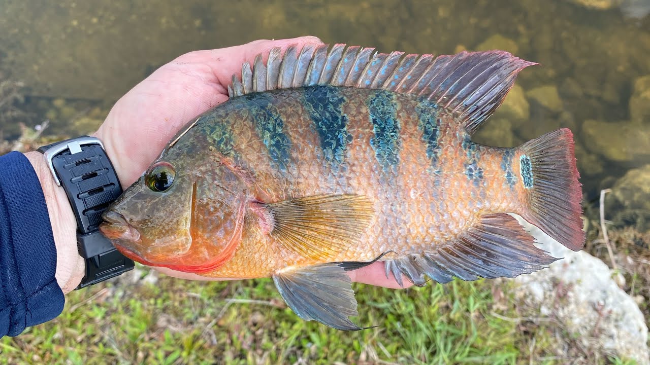 Cómo Pescar muchos de estos Mayan Cichlid (Pesca para Principiantes)