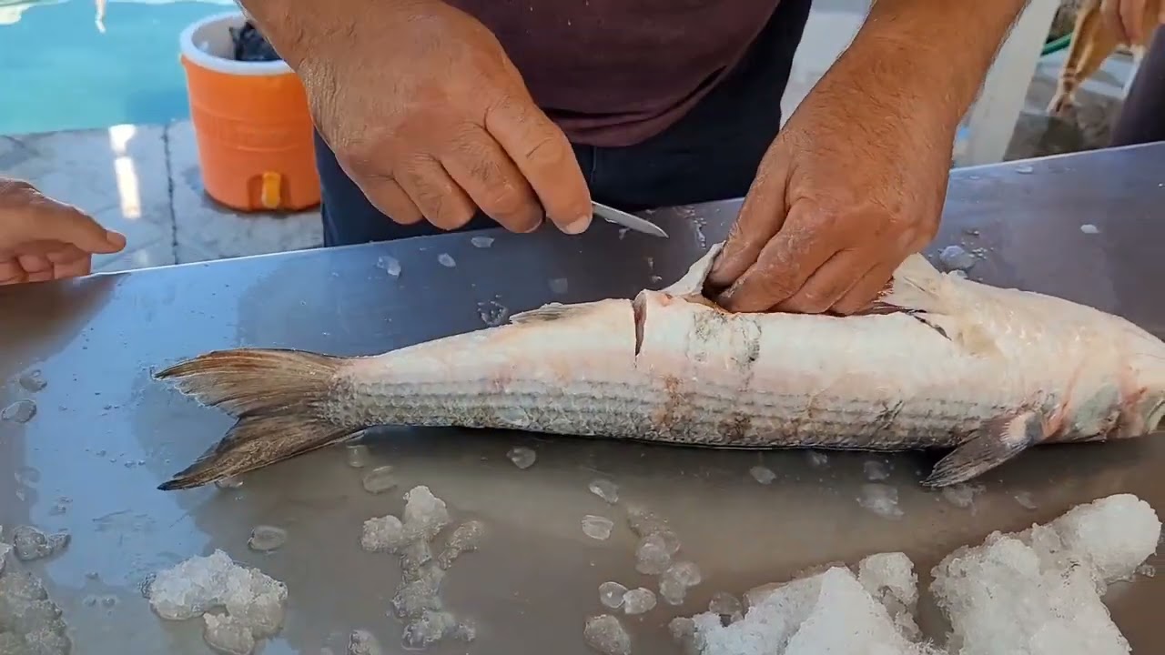KEFAL BALIĞINDAN HAVYAR NASIL ÇIKARTILIR?NASIL KURUTULUR? (KARABURUN BALIK MEZATI)