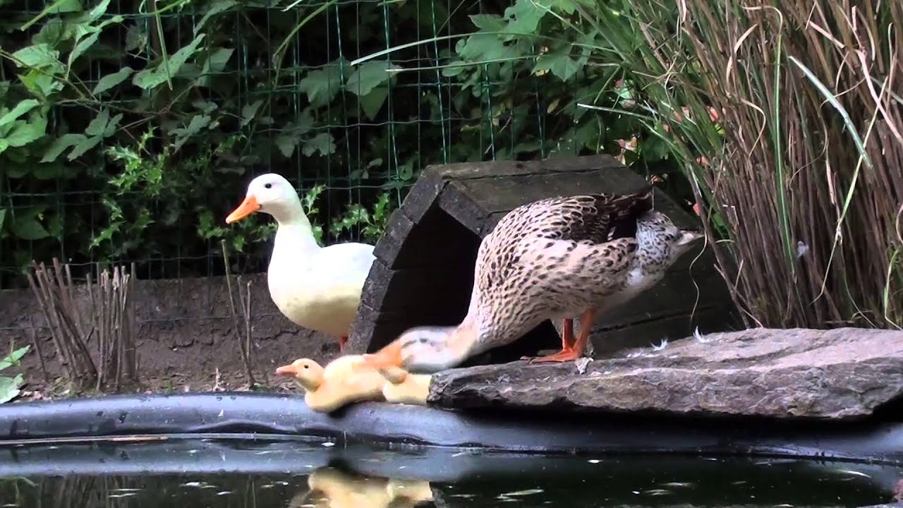 eendjes