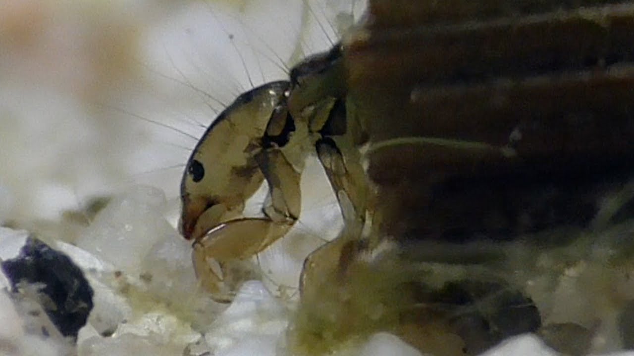 Köcherfliegenlarve,  (Trichoptera), Caddisfly