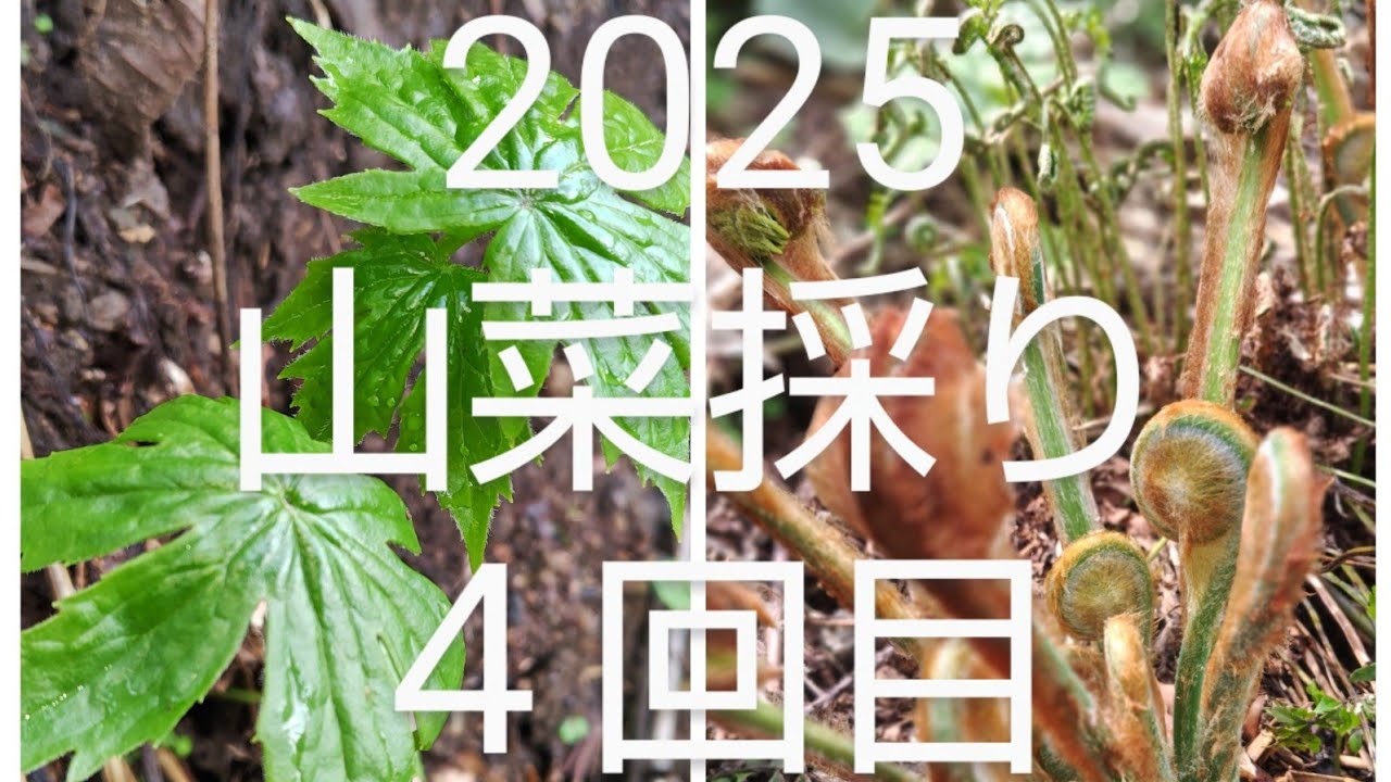 2025 山菜採り ４回目