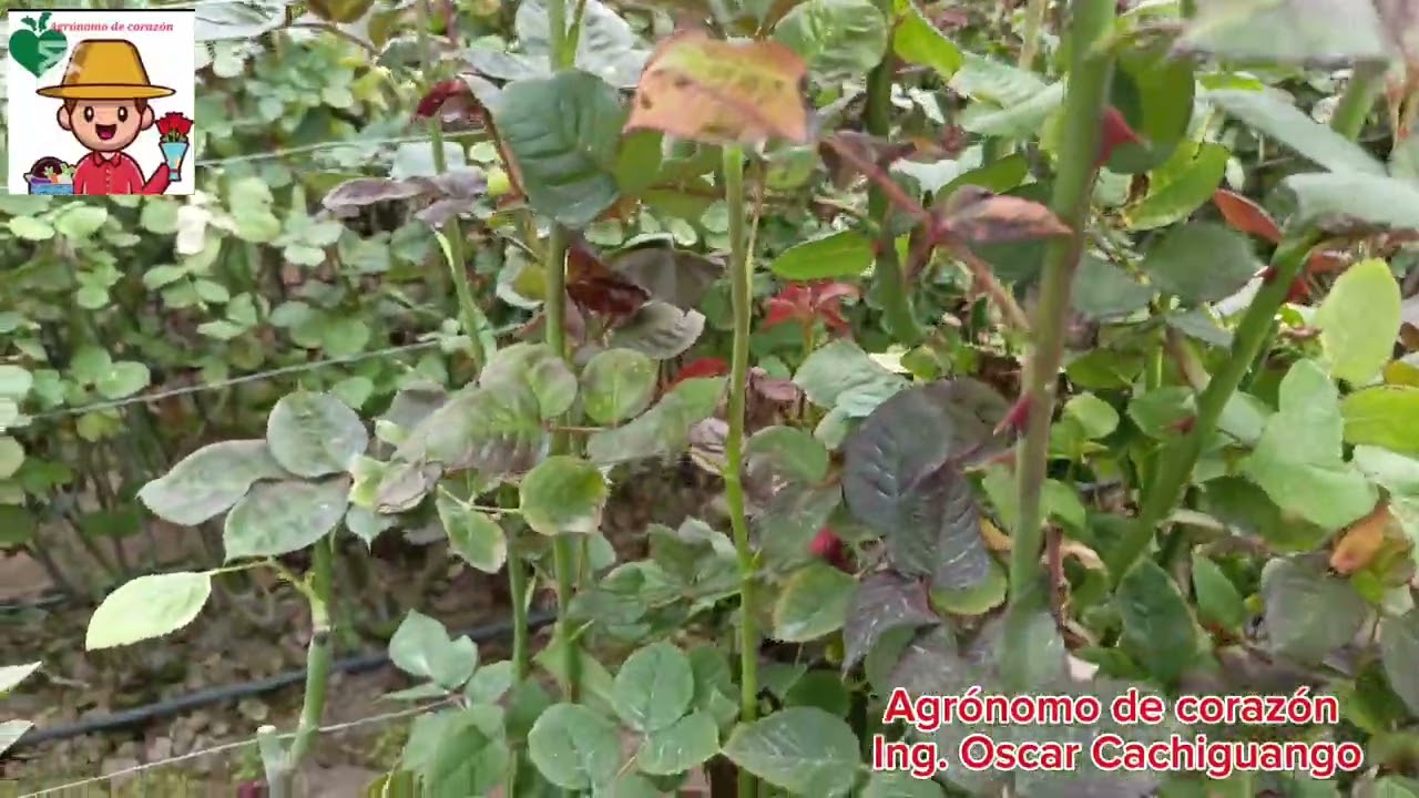 Mildiu Velloso en cultivo de rosas, antes y después de nuestro asesoramiento técnico.