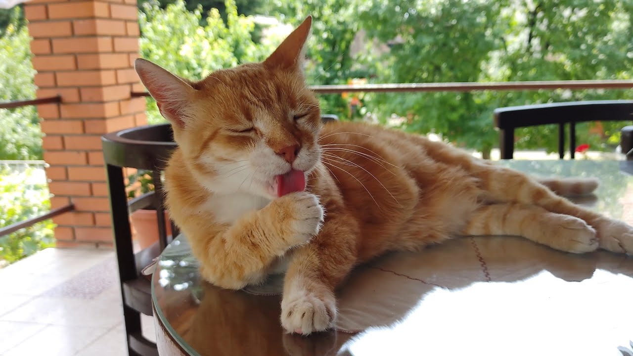 Relaxing Cat Video 170