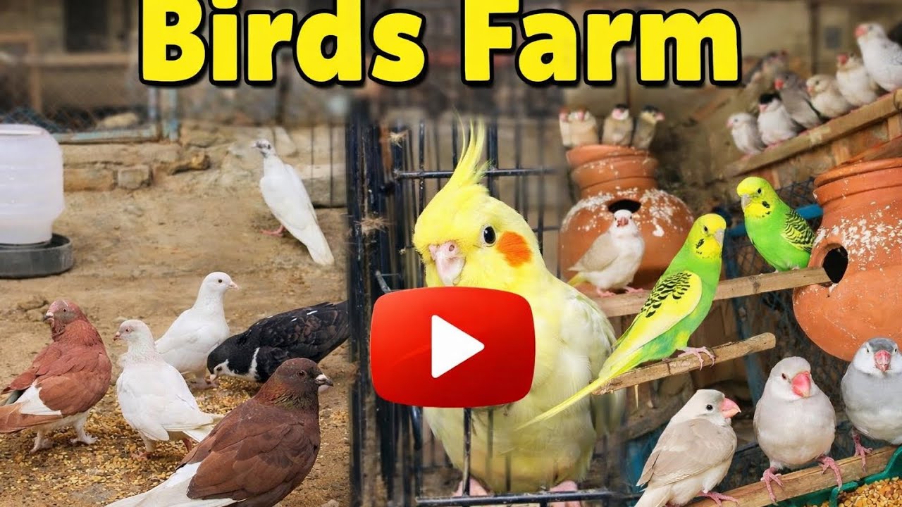Birds wale side Sare saaf Kar Di Hai