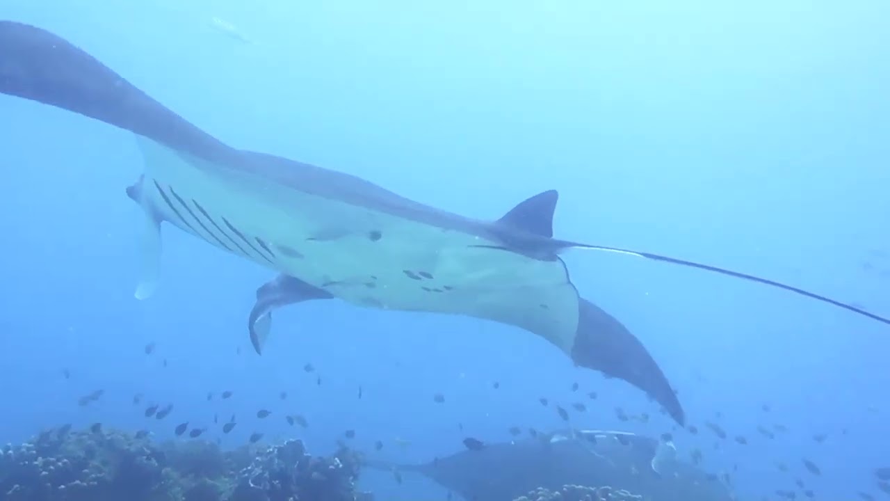 Sibaltan Manta's
