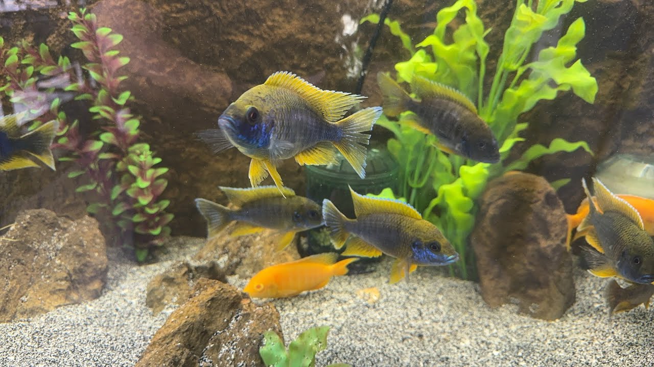 Fishroom walk-through 11/25/2023
