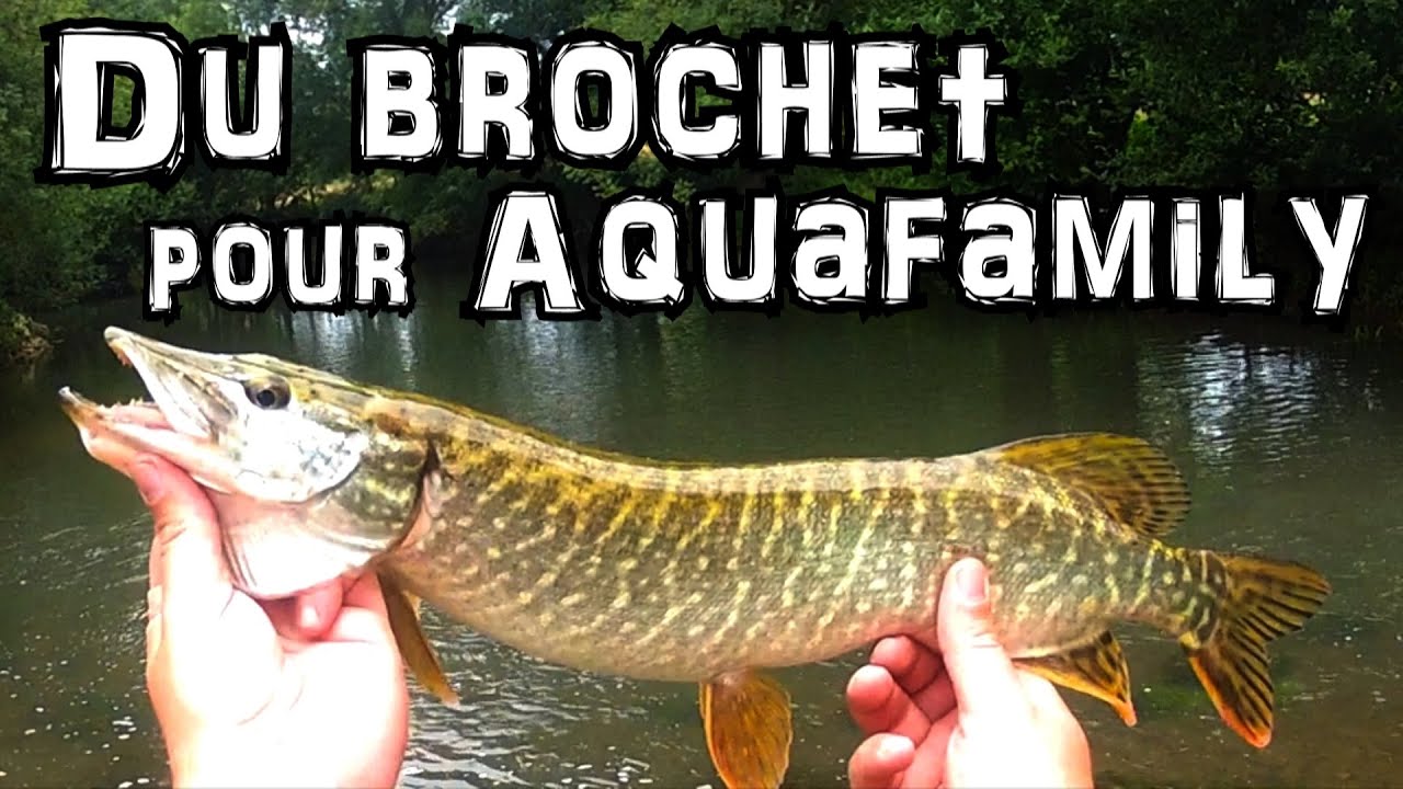 Pêche du brochet au leurre et truite en ultra léger - Team Aquafamily