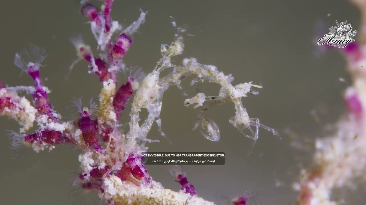 Skeleton Shrimp Documentary