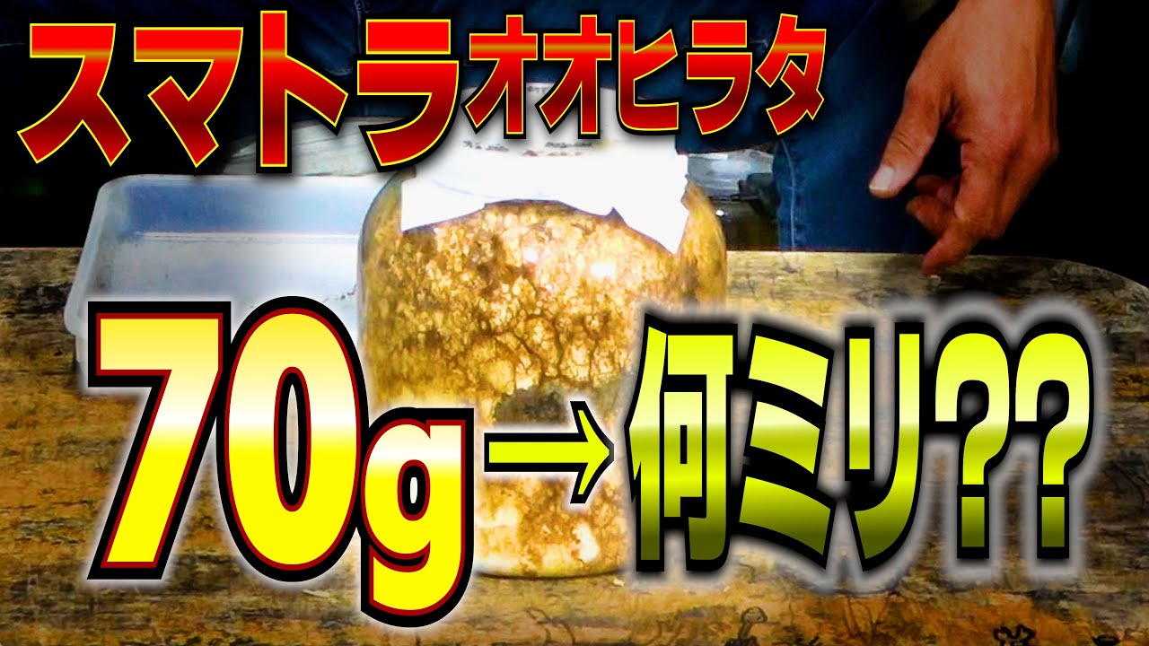 22度スマトラオオヒラタ飼育で何ミリが羽化するのか