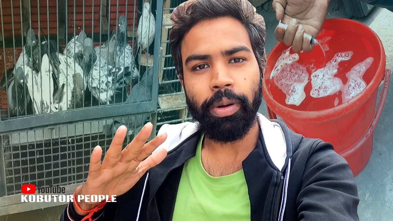 কবুতর জোড়া দেয়ার আগে যা করি | @IamRajonDas