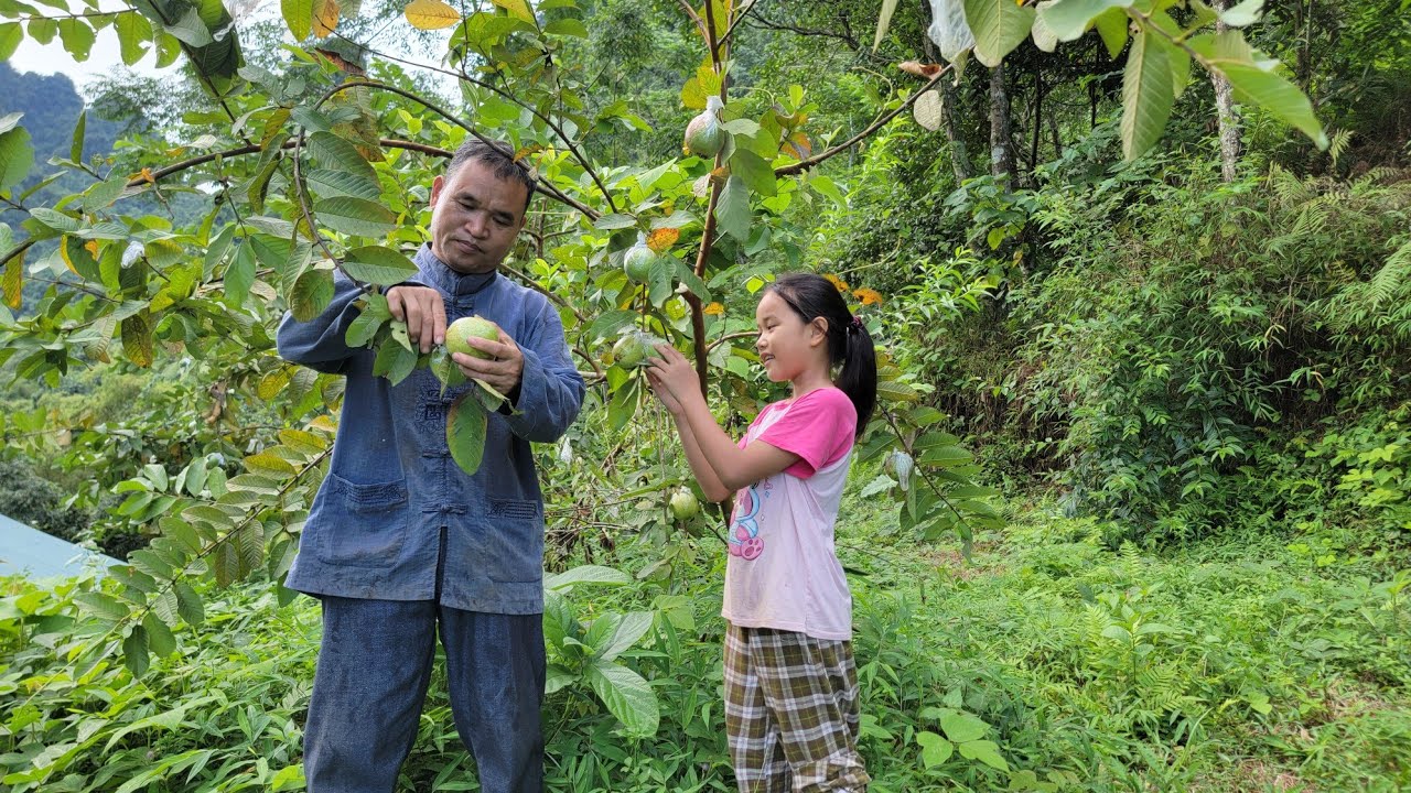 Single old man and granddaughter pick guava to sell - pet care