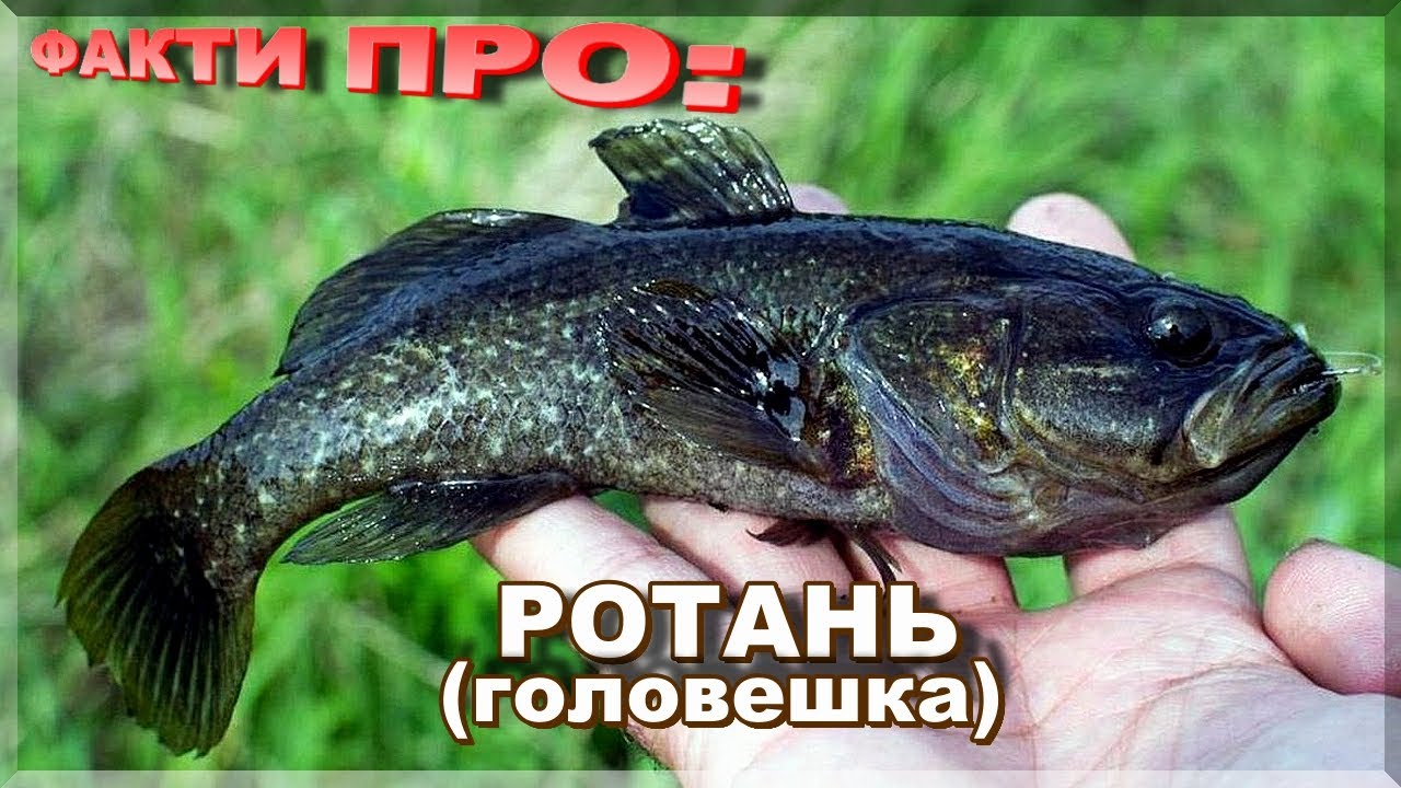 РОТАНЬ головешка | ЦІКАВІ ФАКТИ ПРО РОТАНЯ!  Де живе і як ловити?