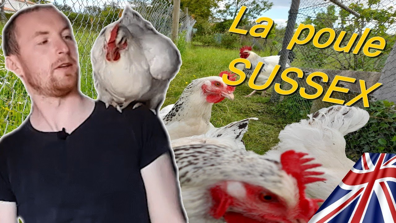 LA POULE DE SUSSEX (excellente race)
