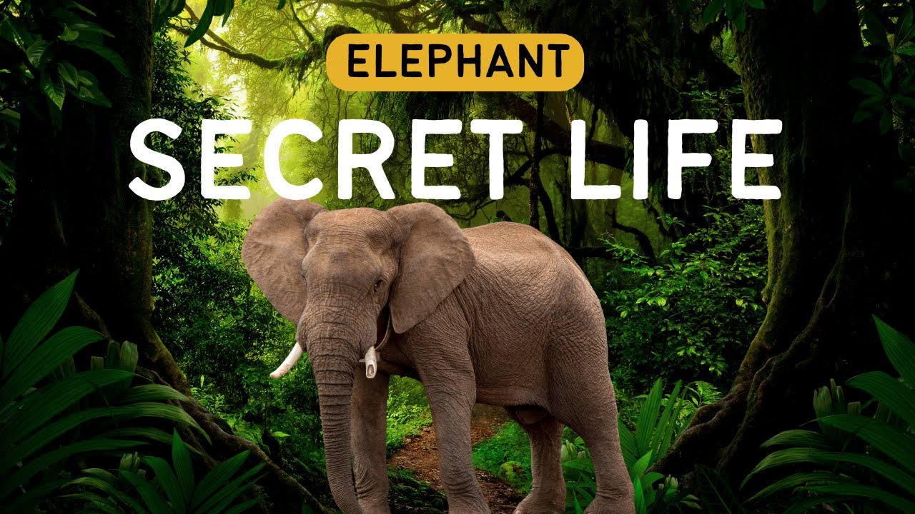 The Secret Life of Elephants | Discover Their Hidden World