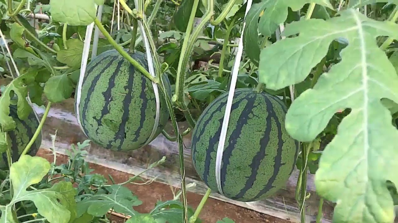 The Success Of Watermelon Farming Japan | Japanese Agriculture