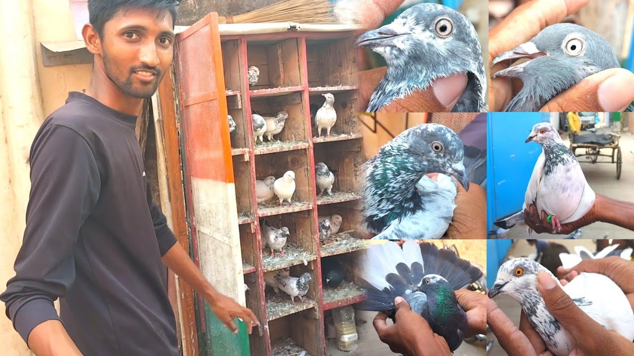 Purani Nasl Ke Desi High Flyer Kabootaro Ka Shauk 🤩 || एक से बढ़कर एक कबूतर🕊️ || High Flying Pigeons