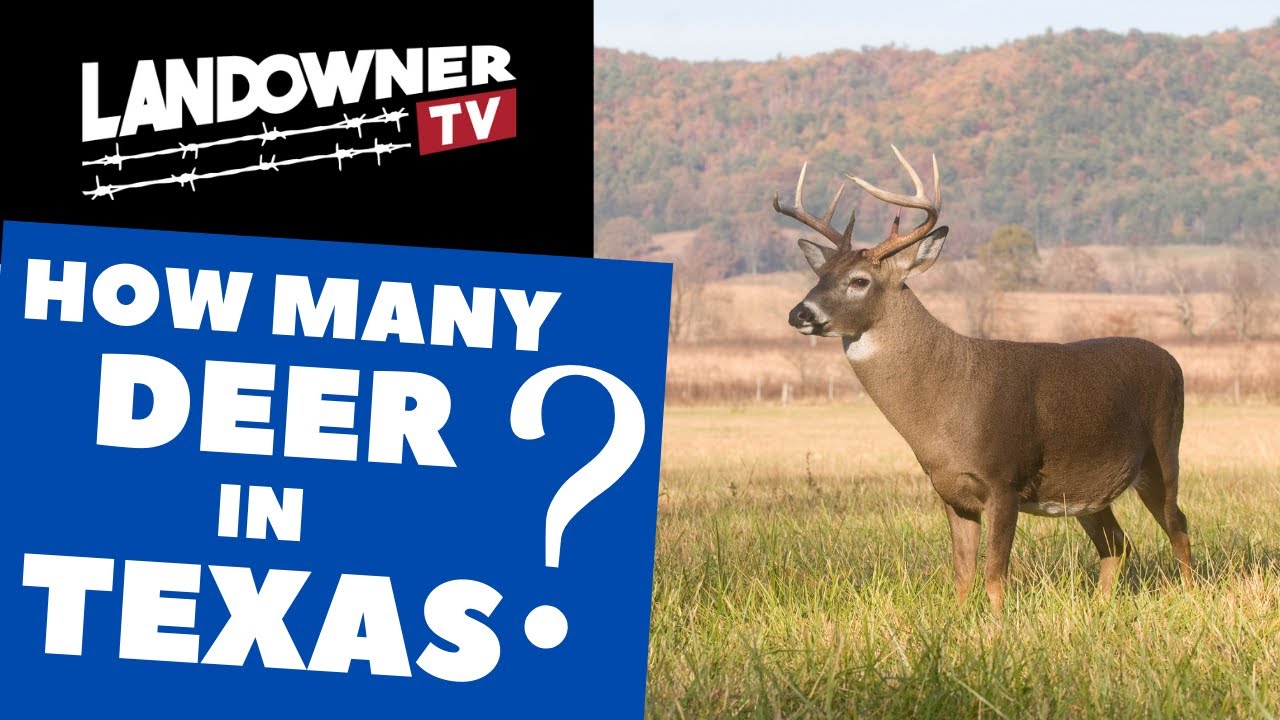 How many deer in Texas?  White-tailed deer populations and trends across Texas Regions and Counties