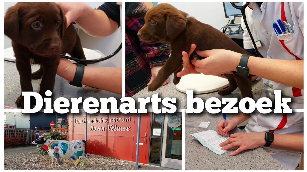 Naar de DIERENARTS met de puppy's | Boer Gerrit vlogt