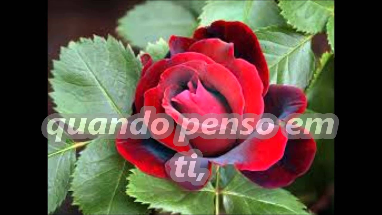 Saudades do meu grande amor