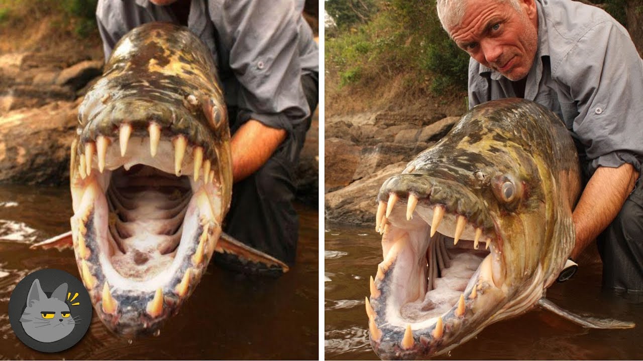 10 Animales Aterradores Encontrados En Ríos