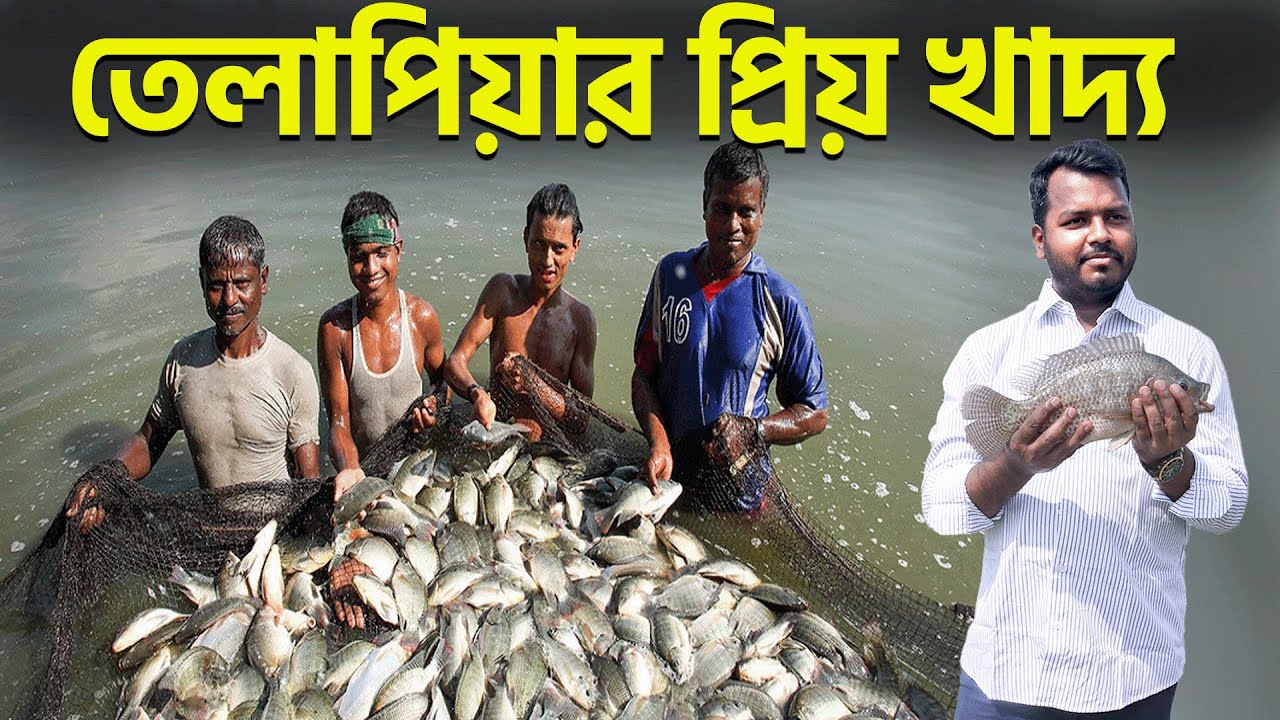তেলাপিয়া মাছের প্রিয় খাদ্য || মনোসেক্স তেলাপিয়া মাছের মূল খাদ্য | Shakib AGRO || তেলাপিয়া মাছ কি খায়