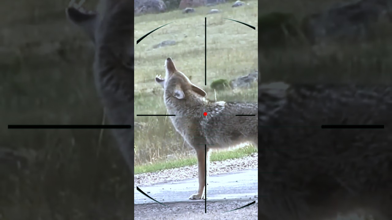 Wolf Hunting | loup | lupo