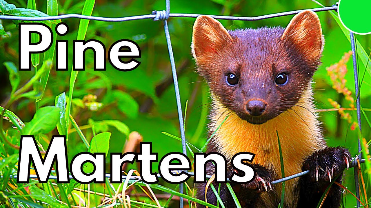 Britain’s Rarest: Pine Martens (and how to help them)