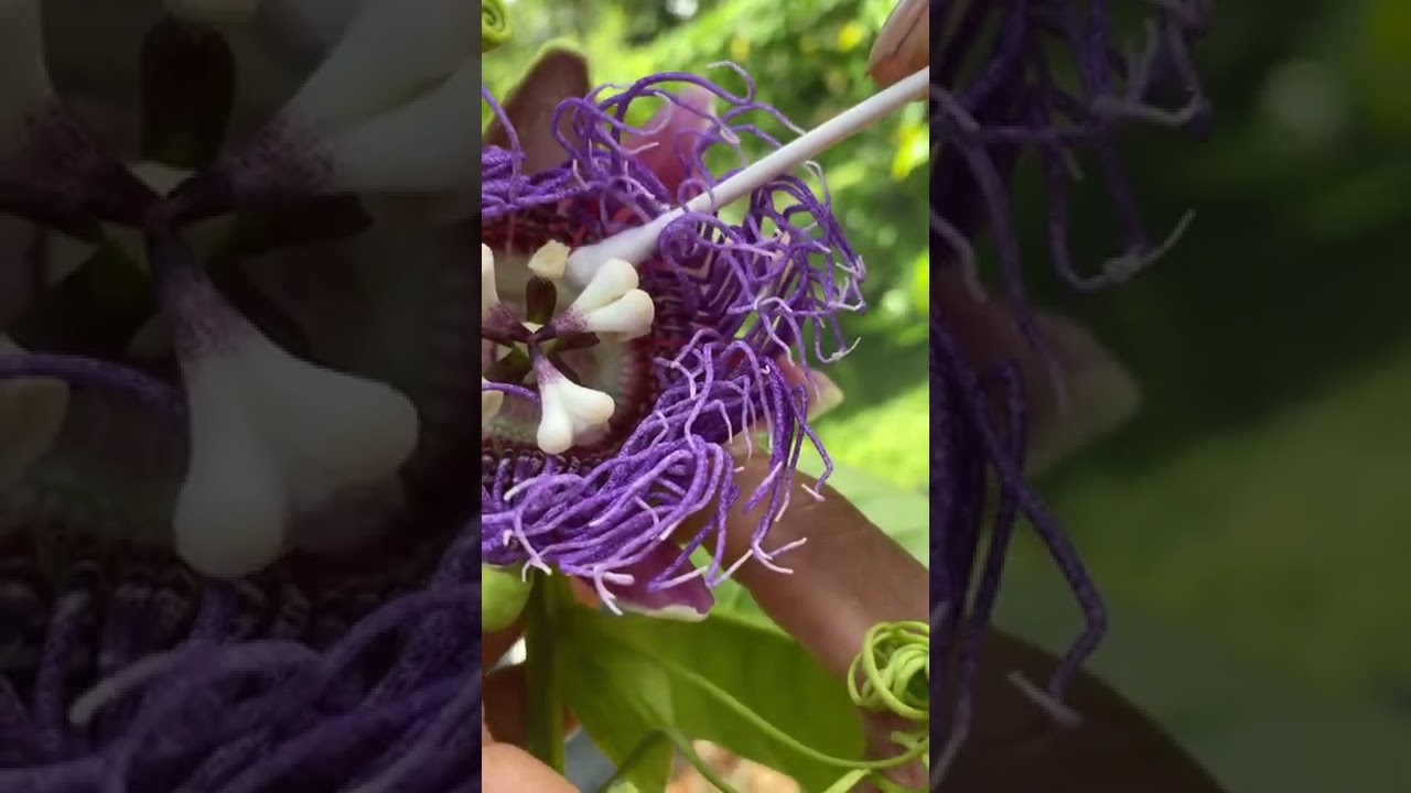 Hand pollinate giant passion fruit