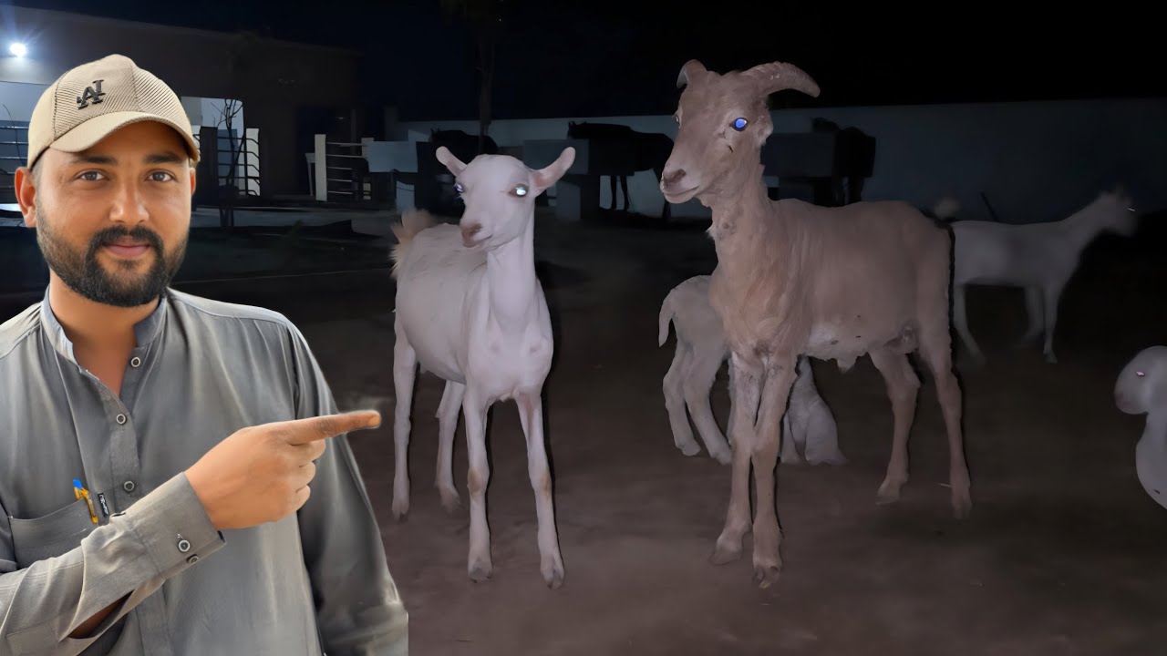 Kya Urial Aur Bakri Ka Cross Mumkin Hai?