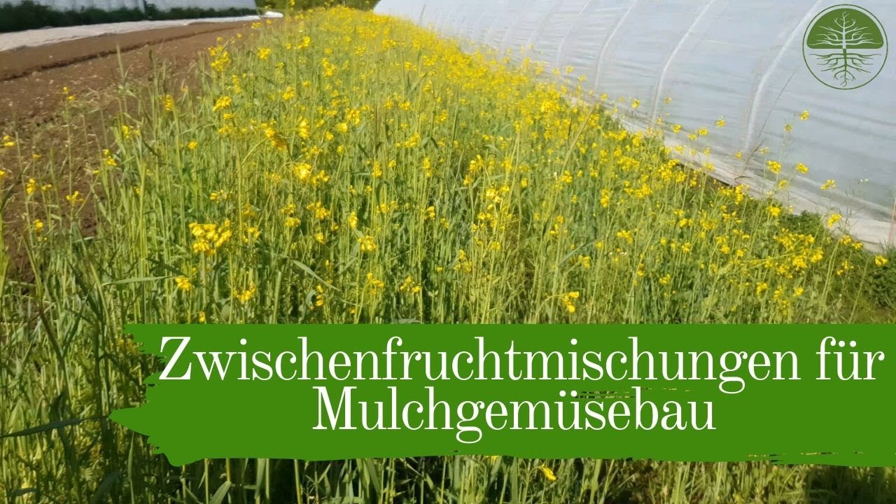 Zwischenfruchtmischungen f&uuml;r Mulchgem&uuml;sebau und Pflanzengesundheit | Biogem&uuml;sehof Dickendorf (2019)