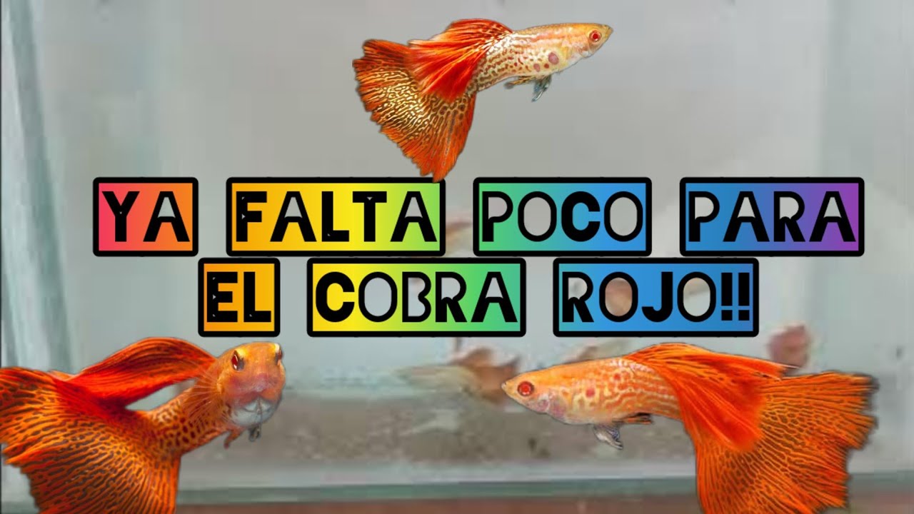 GENÉTICA . GUPPYS COBRA ROJO DESDE CERO 😍😍🇦🇷🇦🇷
