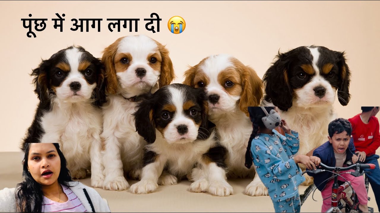 24- Bacho ne kutto ko bohot mara 🙁😞