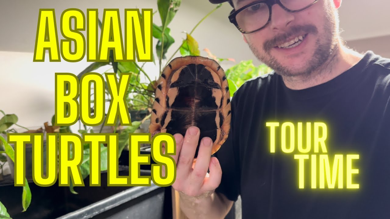 Asian Turtle Room Tour - Asian Turtle Sanctuary