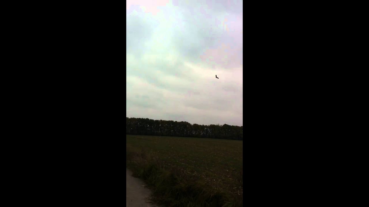 TZagi