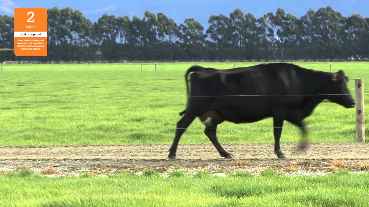 Lameness Scoring
