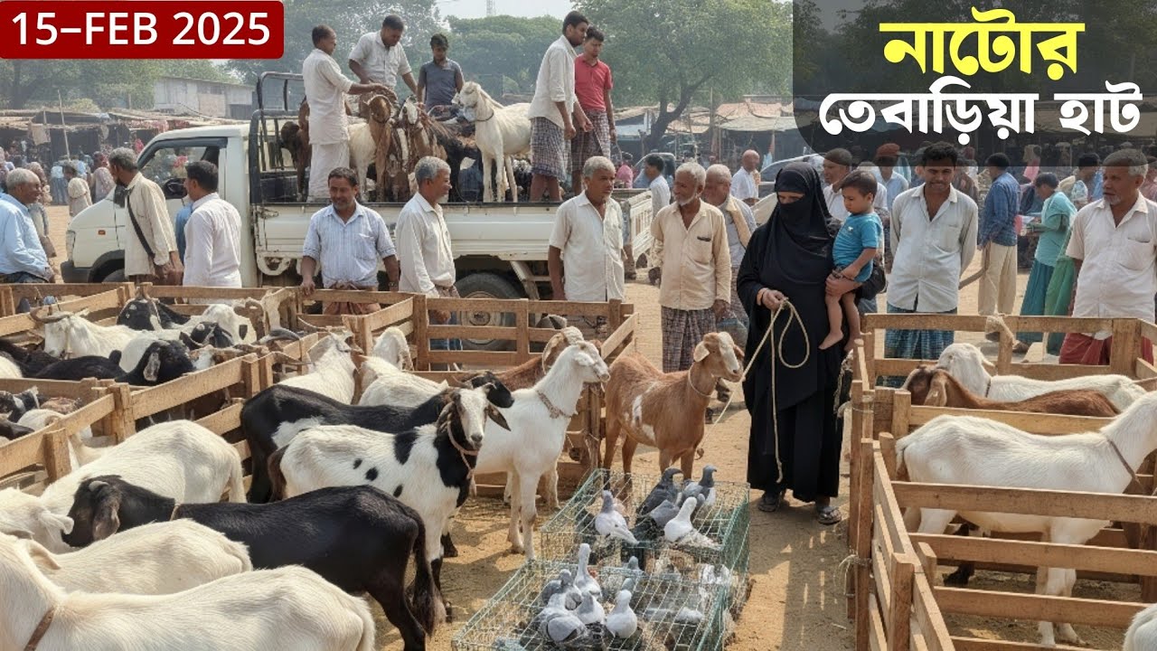 নাটোর তেবাড়িয়া হাট থেকে তোতাপুরী হরিয়ানা বিটল সংমিশ্রণ বাচ্চার দাম জানুন Goat market 🇧🇩 