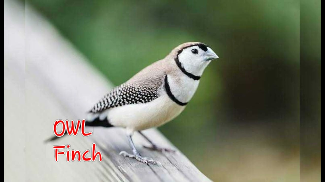 Exotic Mutation finches