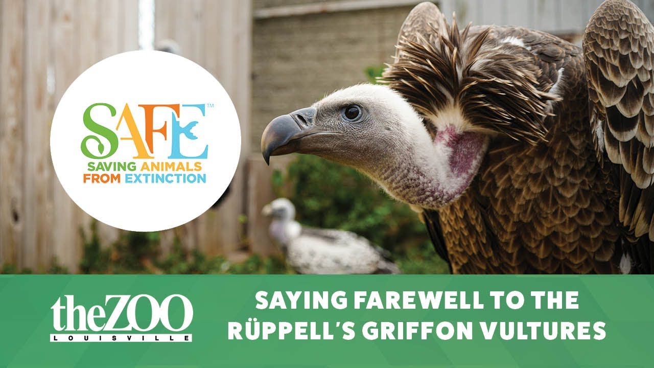 Saying Farewell to the Ruppell's Griffon Vultures