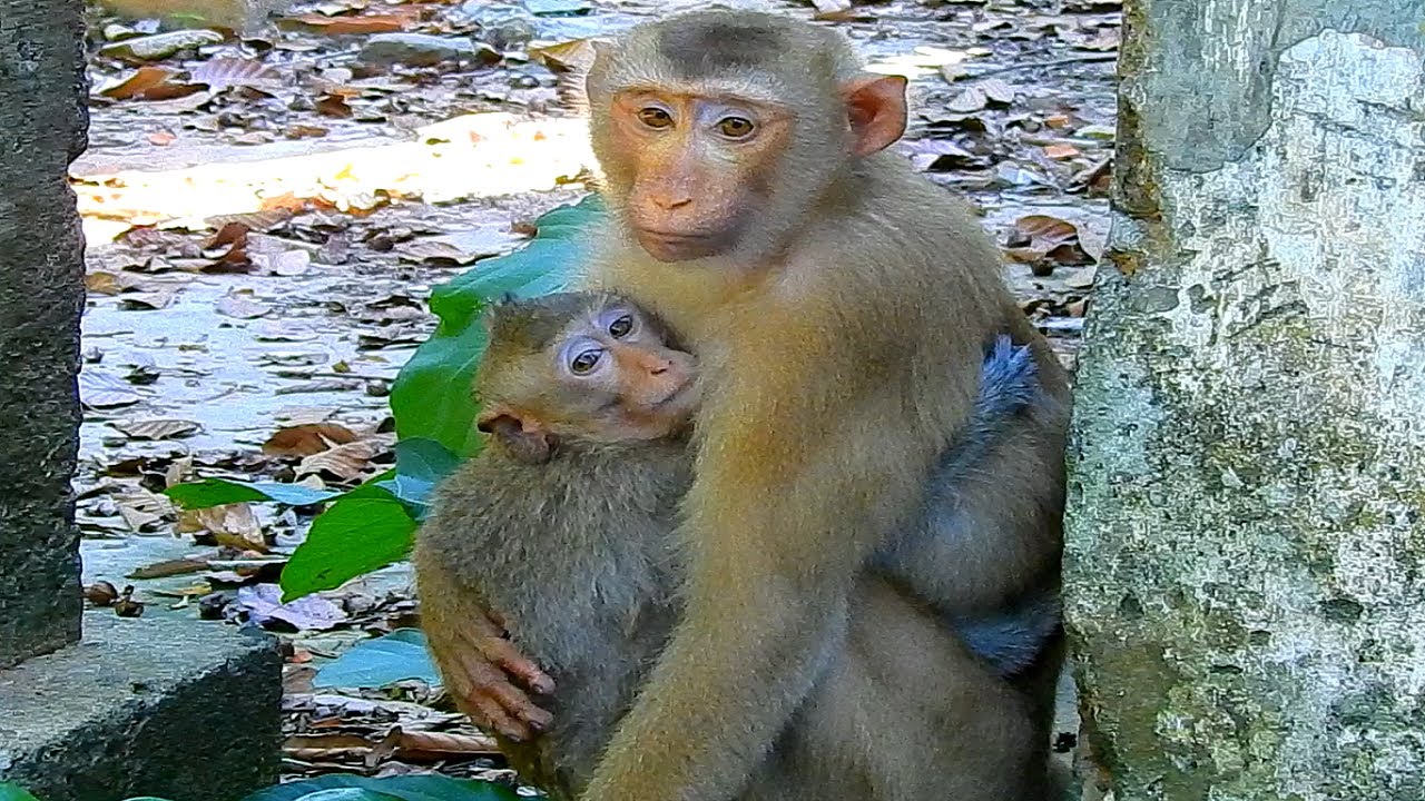 Trillion Pity Dawn so much! Poor little monkey was bit by Toom so strong and run fast hung siste