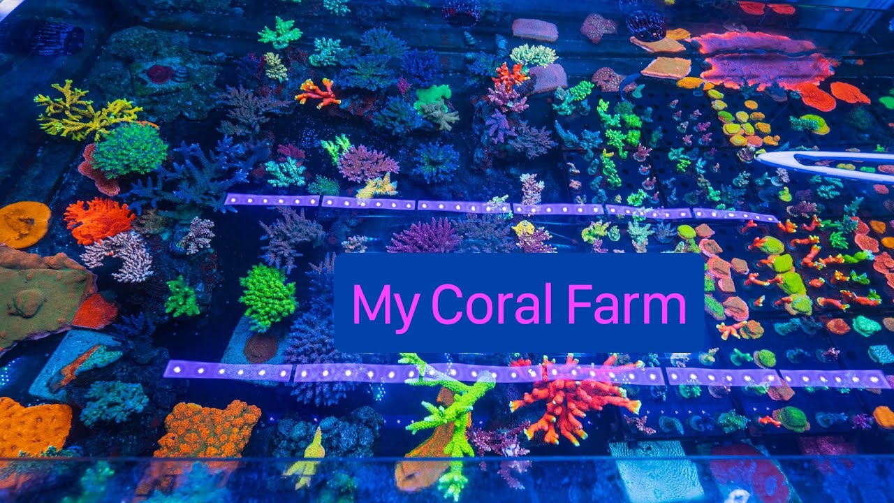 Treasure Corals Farm Update